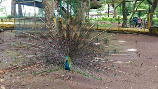 Photo of Jewel of the South - Yercaud 9/17 by Chaitra Nayak
