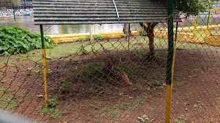 Photo of Jewel of the South - Yercaud 8/17 by Chaitra Nayak