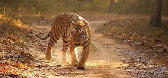 Photo of Ranthambore National Park: Date with nature by Wandering Boots
