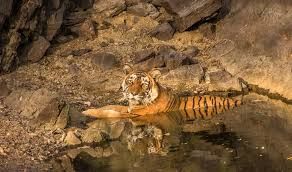 Photo of Ranthambore National Park, Rajasthan by God_colossus