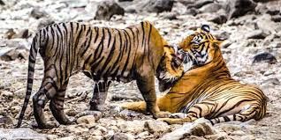Photo of Ranthambore National Park, Rajasthan by God_colossus