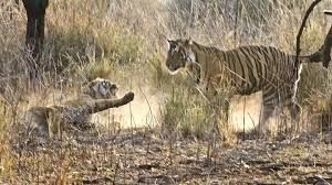 Photo of Ranthambore National Park, Rajasthan by God_colossus