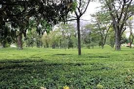 Photo of The Bir Co-operative Tea Factory Ltd, Bir, Himachal Pradesh, India by God_colossus