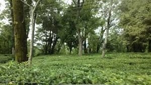 Photo of The Bir Co-operative Tea Factory Ltd, Bir, Himachal Pradesh, India by God_colossus
