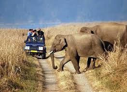 Photo of Jim Corbett National Park: Date with wild life 2/16 by Wandering Boots