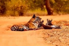 Photo of Jim Corbett National Park: Date with wild life 9/16 by Wandering Boots