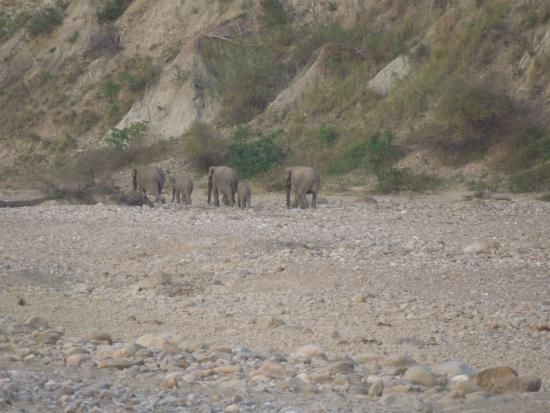 Photo of Jim Corbett National Park: Date with wild life 10/16 by Wandering Boots