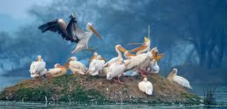 Photo of Bharatpur Bird Sanctuary 1/8 by Wandering Boots
