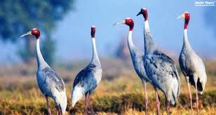 Photo of Bharatpur Bird Sanctuary 3/8 by Wandering Boots