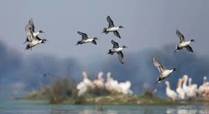 Photo of Bharatpur Bird Sanctuary 4/8 by Wandering Boots