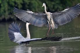 Photo of Bharatpur Bird Sanctuary 7/8 by Wandering Boots