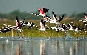 Photo of Bharatpur Bird Sanctuary 5/8 by Wandering Boots
