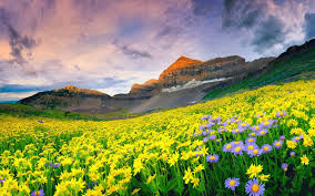 Photo of valley of flowers 4/23 by Wandering Boots