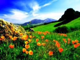 Photo of valley of flowers 5/23 by Wandering Boots