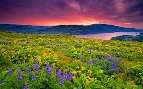 Photo of valley of flowers 6/23 by Wandering Boots