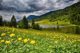 Photo of valley of flowers 7/23 by Wandering Boots