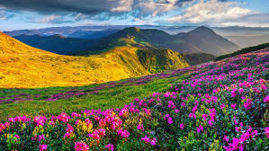 Photo of valley of flowers 8/23 by Wandering Boots