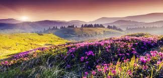 Photo of valley of flowers 9/23 by Wandering Boots