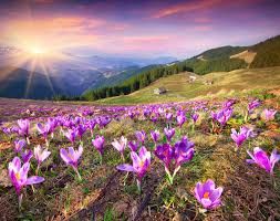 Photo of valley of flowers 10/23 by Wandering Boots
