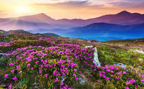 Photo of valley of flowers 14/23 by Wandering Boots