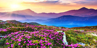 Photo of valley of flowers 15/23 by Wandering Boots