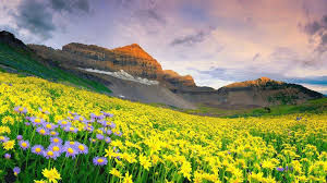 Photo of valley of flowers 16/23 by Wandering Boots