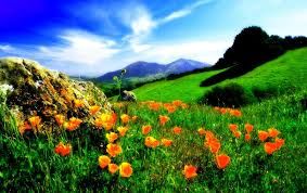 Photo of valley of flowers 17/23 by Wandering Boots