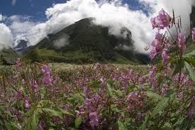 Photo of valley of flowers 18/23 by Wandering Boots