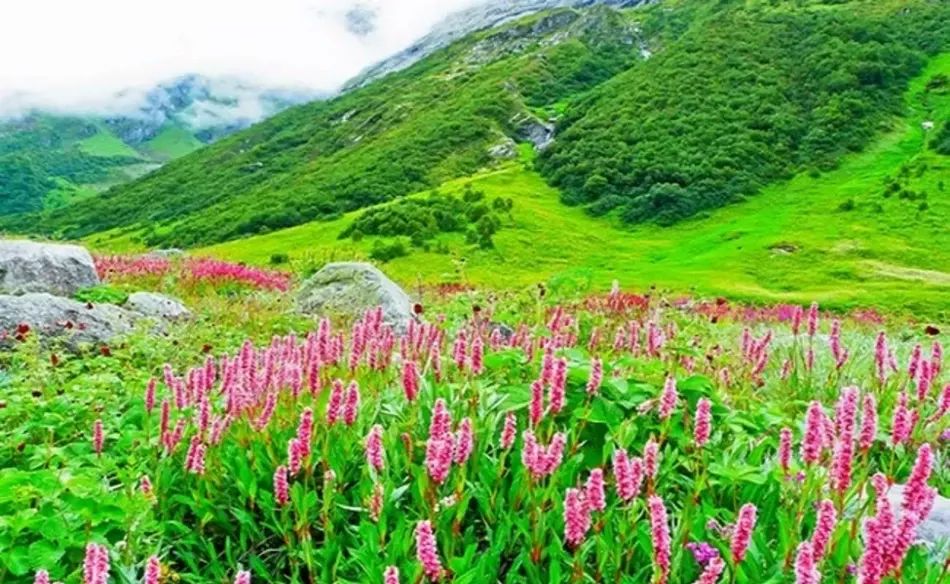 Photo of valley of flowers 20/23 by Wandering Boots