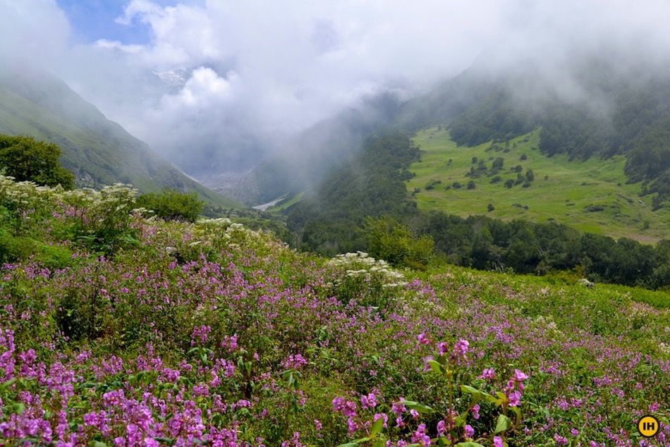 Photo of valley of flowers 21/23 by Wandering Boots
