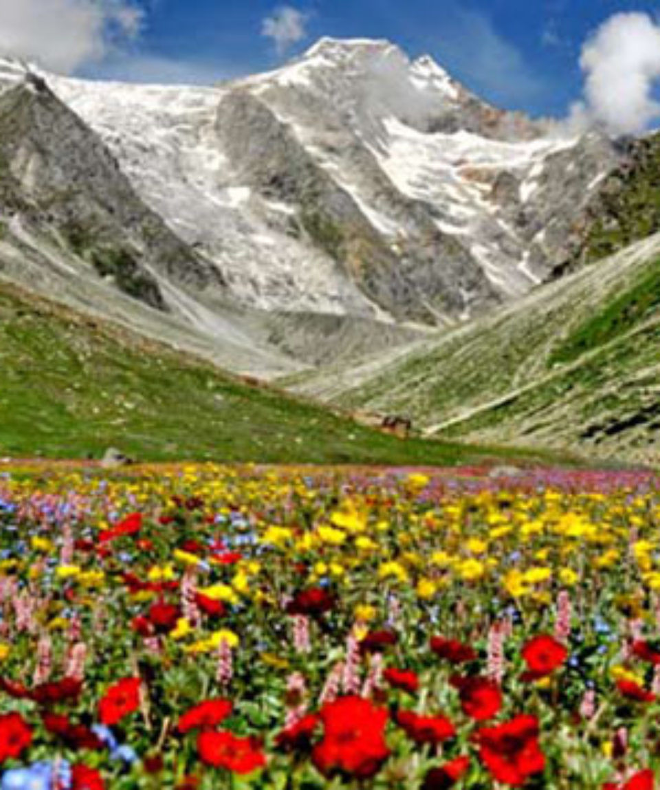 Photo of valley of flowers 22/23 by Wandering Boots
