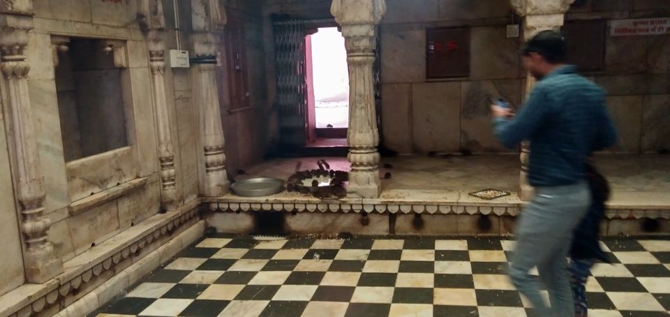 Photo of Karni Mata temple: Home of 20,000 black rats 5/10 by Wandering Boots