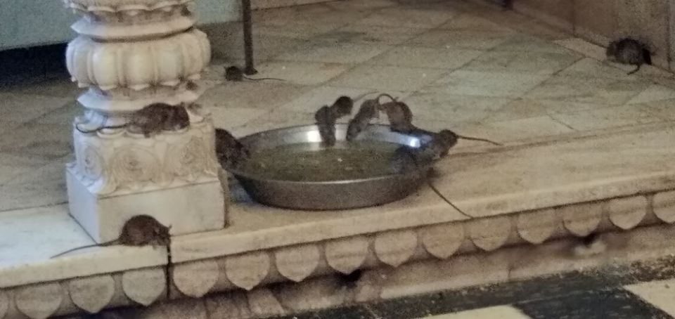 Photo of Karni Mata temple: Home of 20,000 black rats 6/10 by Wandering Boots
