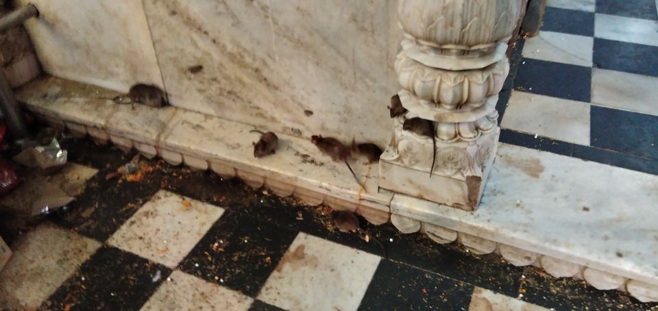 Photo of Karni Mata temple: Home of 20,000 black rats 8/10 by Wandering Boots