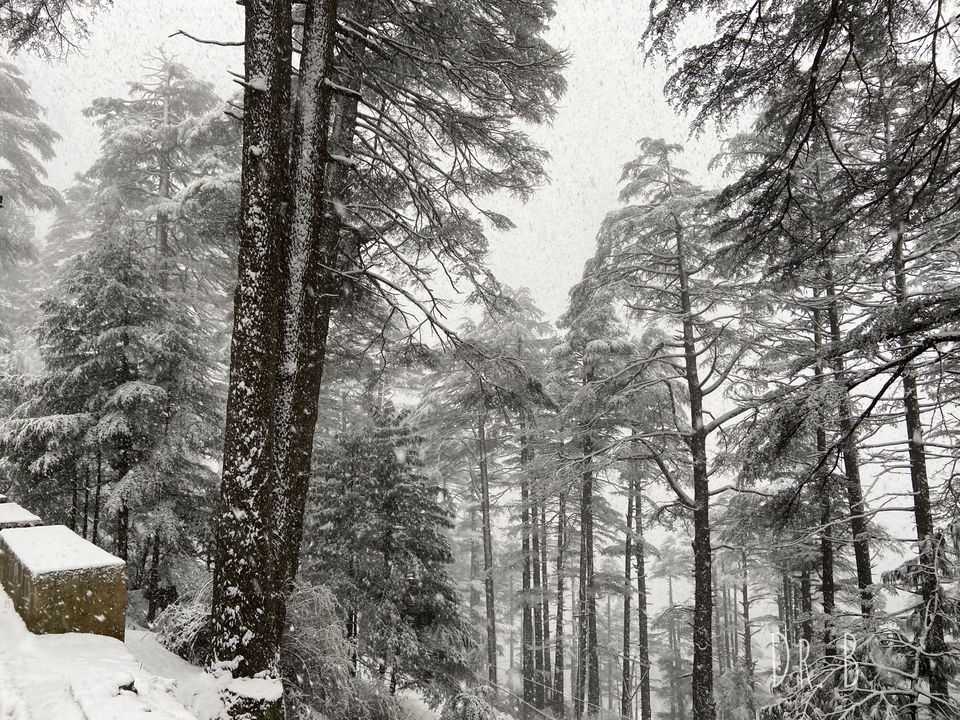 Photo of Patnitop: The Winter Paradise In Jammu by Biswapriya Das