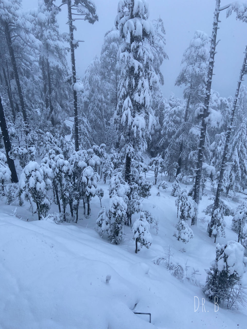 Photo of Patnitop: The Winter Paradise In Jammu by Biswapriya Das