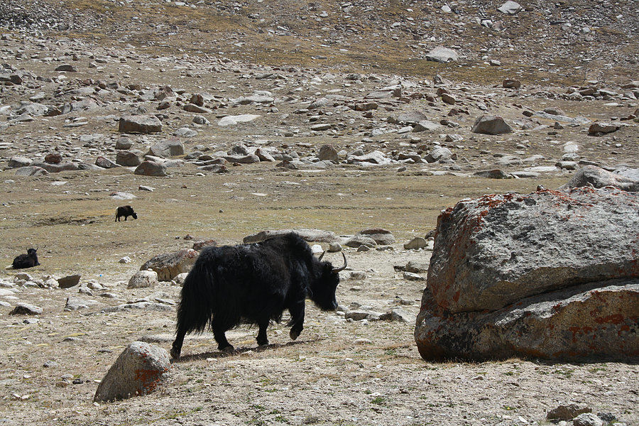Photo of Ladakh- My dream destination via Taj Mahal 7/27 by Harini Reddy