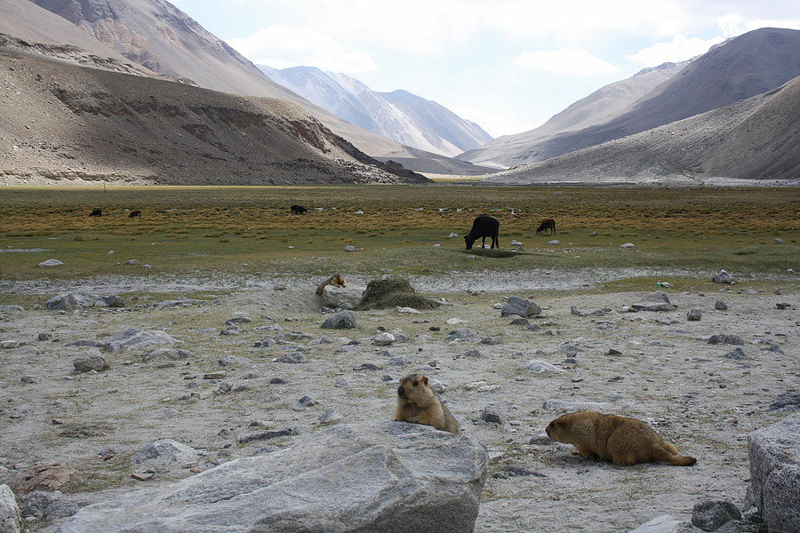 Photo of Ladakh- My dream destination via Taj Mahal 8/27 by Harini Reddy