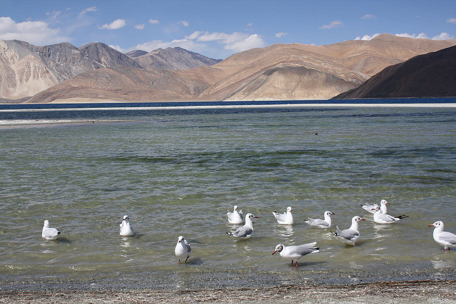 Photo of Ladakh- My dream destination via Taj Mahal 12/27 by Harini Reddy