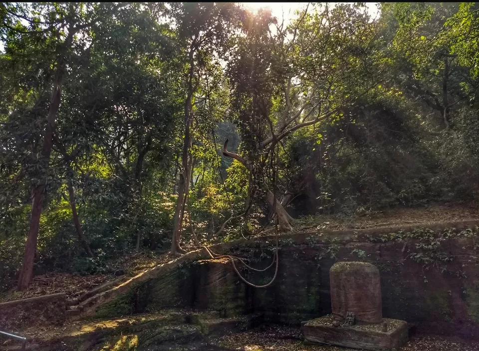Photo of Lord Vishnu idol of 9th B.C in mid of jungle with highest number of tiger in sanctuary #wildlife by Amit Kumar