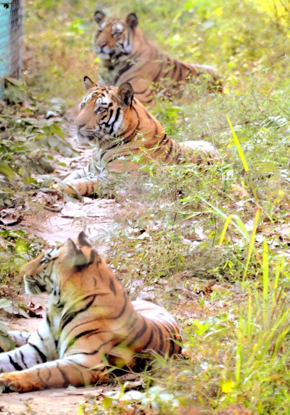 Photo of Lord Vishnu idol of 9th B.C in mid of jungle with highest number of tiger in sanctuary #wildlife by Amit Kumar