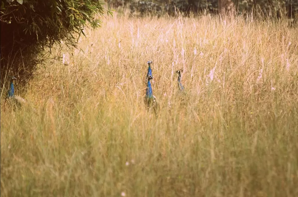 Photo of Lord Vishnu idol of 9th B.C in mid of jungle with highest number of tiger in sanctuary #wildlife by Amit Kumar