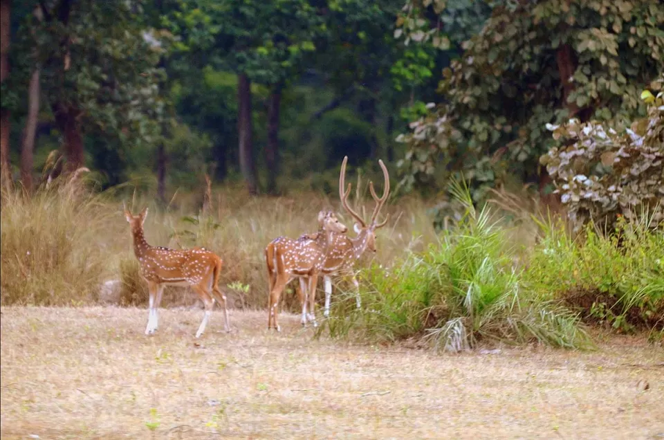 Photo of Lord Vishnu idol of 9th B.C in mid of jungle with highest number of tiger in sanctuary #wildlife by Amit Kumar