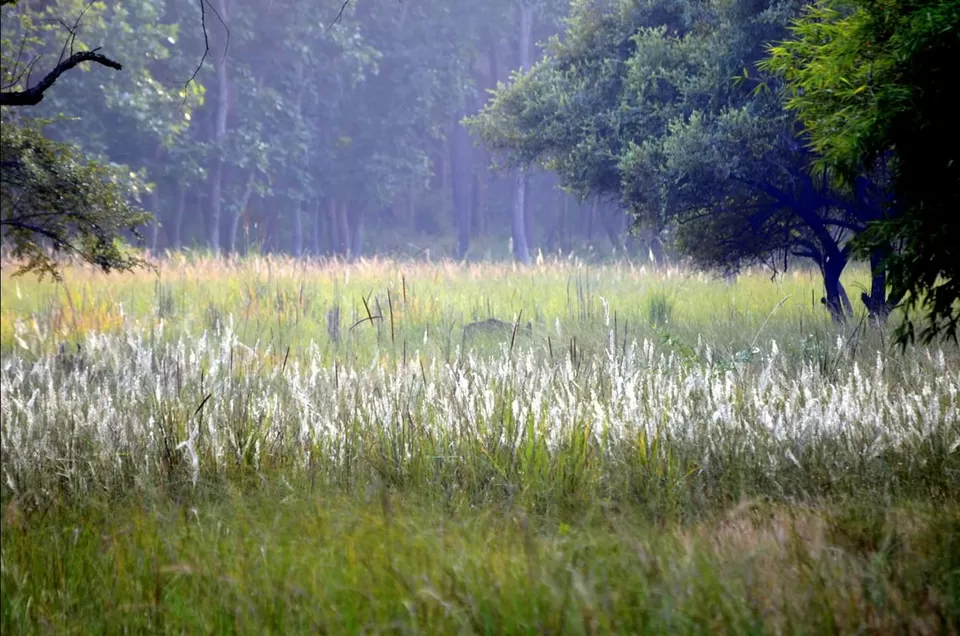 Photo of Lord Vishnu idol of 9th B.C in mid of jungle with highest number of tiger in sanctuary #wildlife by Amit Kumar