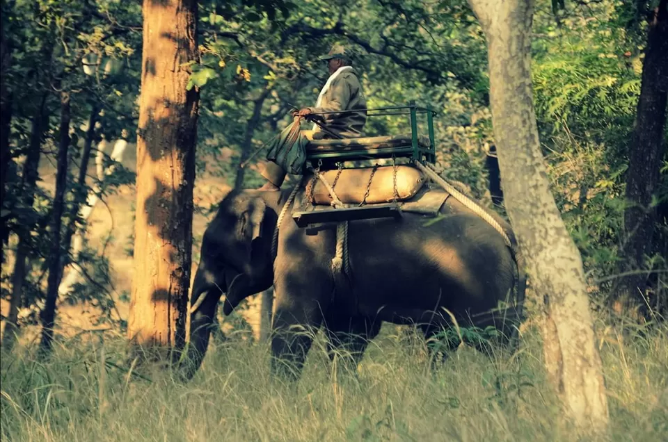 Photo of Lord Vishnu idol of 9th B.C in mid of jungle with highest number of tiger in sanctuary #wildlife by Amit Kumar