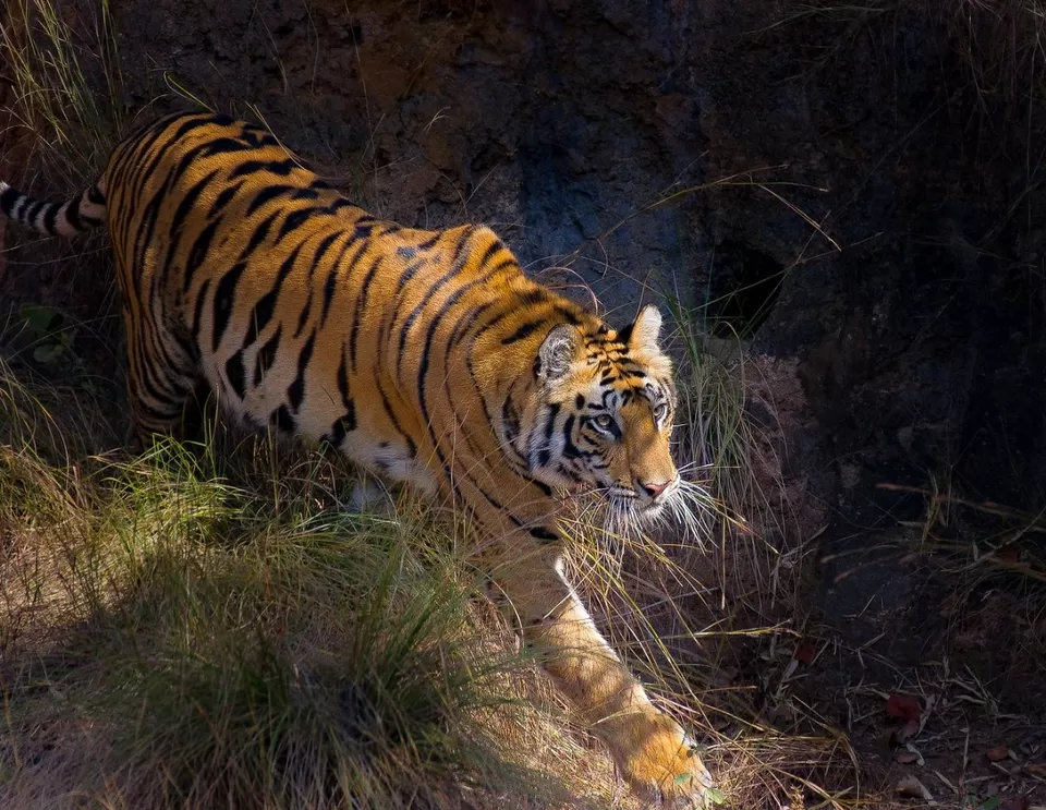 Photo of Lord Vishnu idol of 9th B.C in mid of jungle with highest number of tiger in sanctuary #wildlife by Amit Kumar