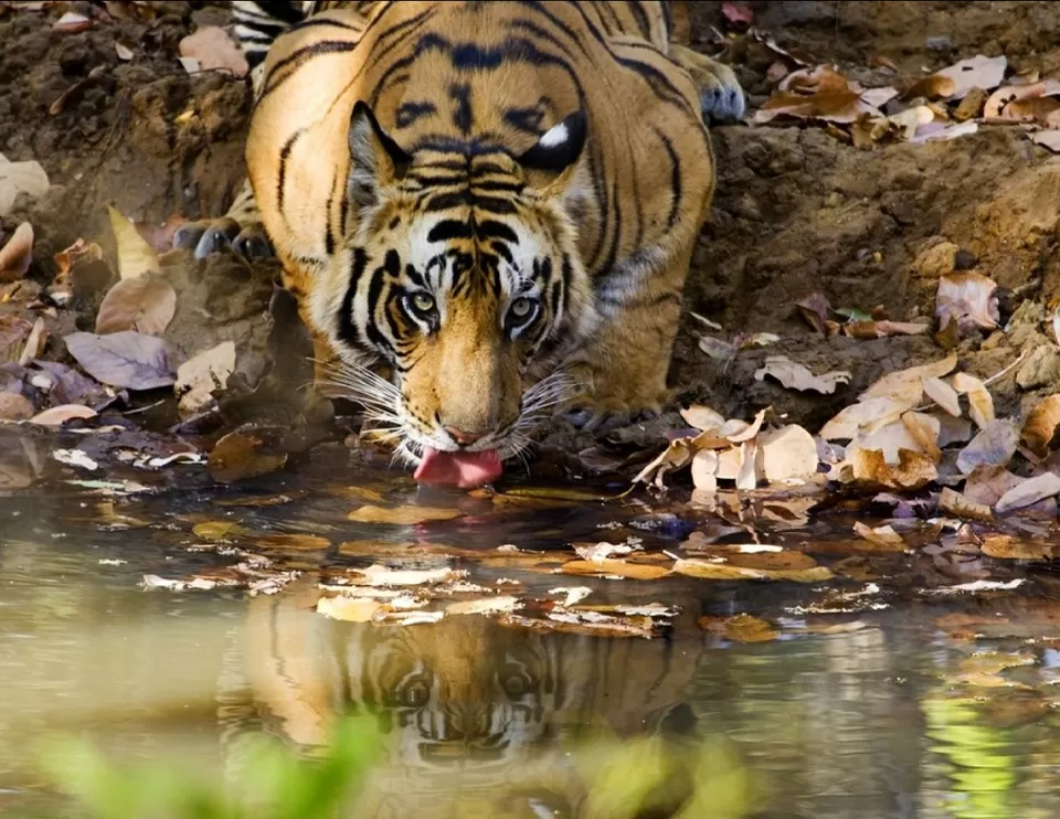 Photo of Lord Vishnu idol of 9th B.C in mid of jungle with highest number of tiger in sanctuary #wildlife by Amit Kumar