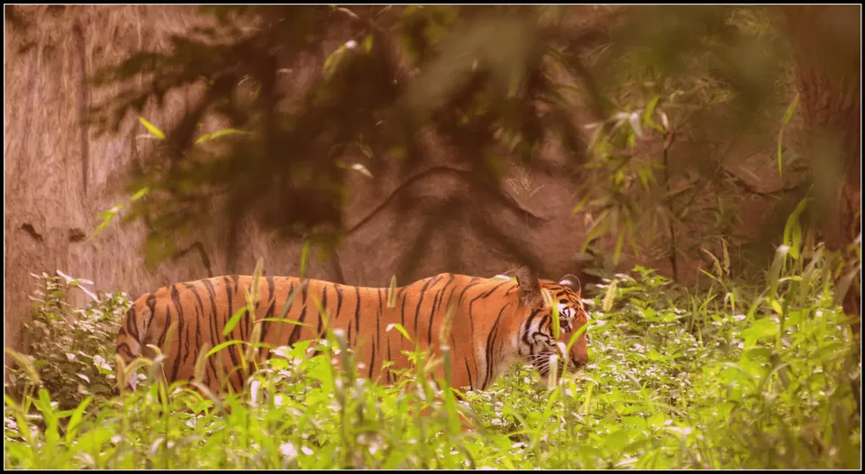 Photo of Lord Vishnu idol of 9th B.C in mid of jungle with highest number of tiger in sanctuary #wildlife by Amit Kumar