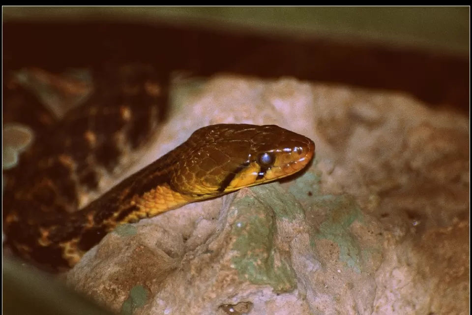 Photo of Lord Vishnu idol of 9th B.C in mid of jungle with highest number of tiger in sanctuary #wildlife by Amit Kumar