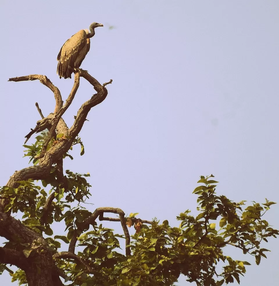Photo of Lord Vishnu idol of 9th B.C in mid of jungle with highest number of tiger in sanctuary #wildlife by Amit Kumar
